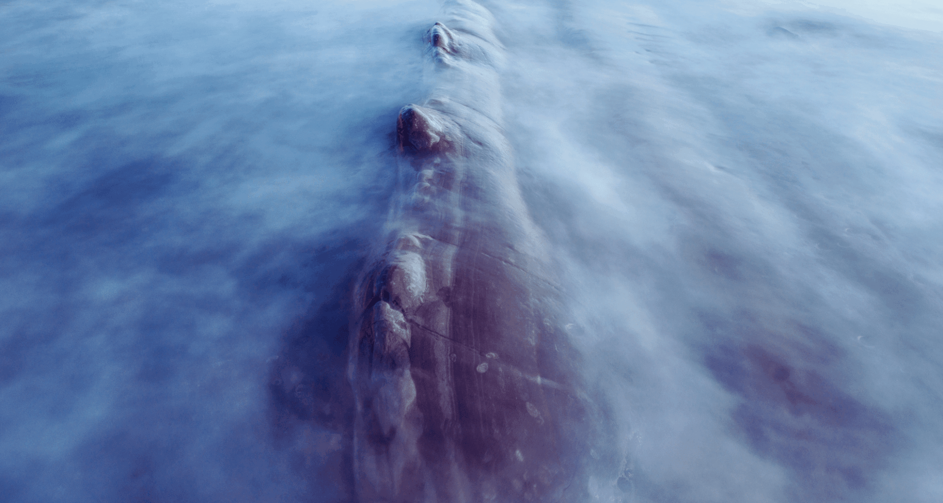 A Giant Marine Predator Once Roamed Ancient Rivers 66 Million Years Ago