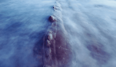 A Giant Marine Predator Once Roamed Ancient Rivers 66 Million Years Ago