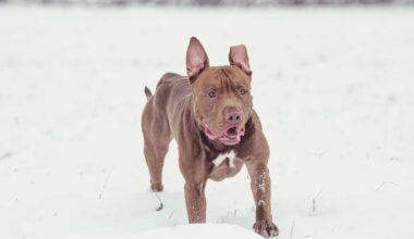 Yahoo lifestyle home