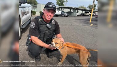 A puppy was stuck between two walls in Glendale. Here's how police ensured this situation had a 'paw-sitive' outcome.