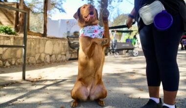 Bark in the New Year at Dog Day at the San Antonio Zoo