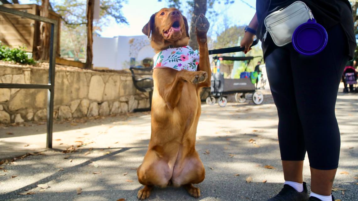 Bark in the New Year at Dog Day at the San Antonio Zoo