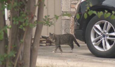 San Antonio neighborhood shaken after pet cat shot with blow dart, suspect at large