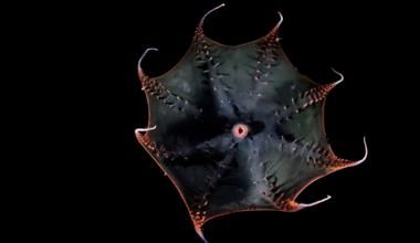 Vampire squid (Vampyroteuthis infernalis), flaring its arms in the deep sea.