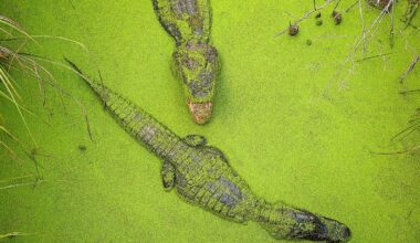 6 Most Alligator-Filled Swamps In Mississippi