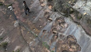 Fossil footprints found in Bolivia reveal dinosaurs' awkward attempts to swim