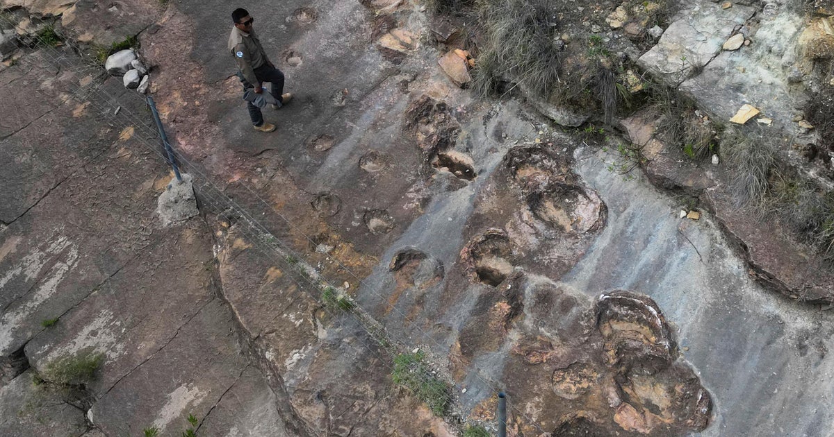 Fossil footprints found in Bolivia reveal dinosaurs' awkward attempts to swim