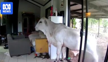 Pet cam captures bull and horse sneaking into home of NT politician Andrew Mackay