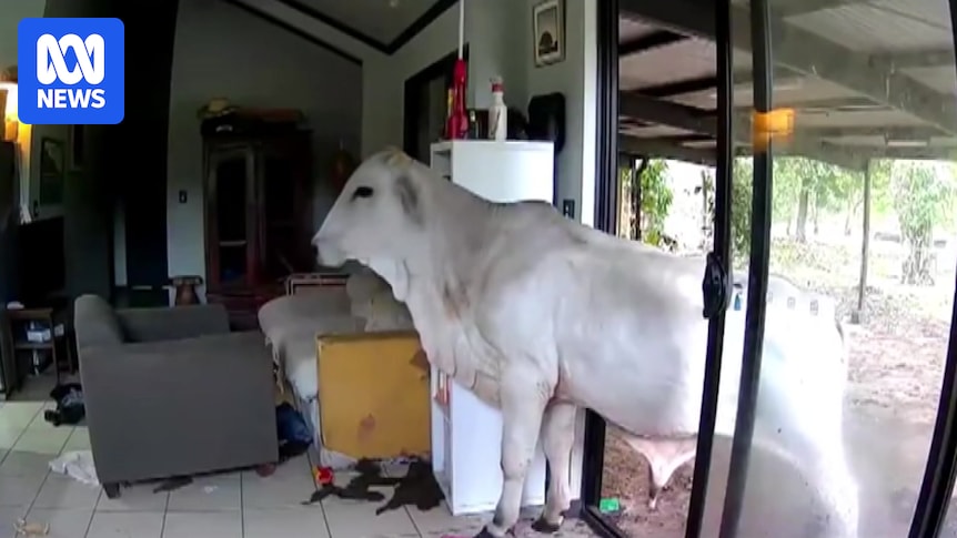 Pet cam captures bull and horse sneaking into home of NT politician Andrew Mackay