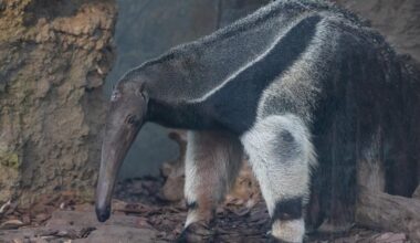 Giant anteater makes Buffalo his new home