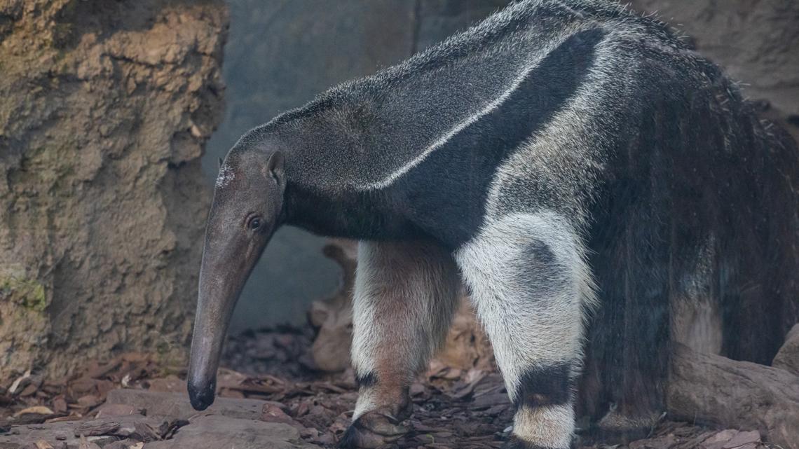 Giant anteater makes Buffalo his new home