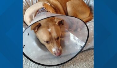 Dog fighting for recovery after violent encounter with two pit bulls in north San Antonio