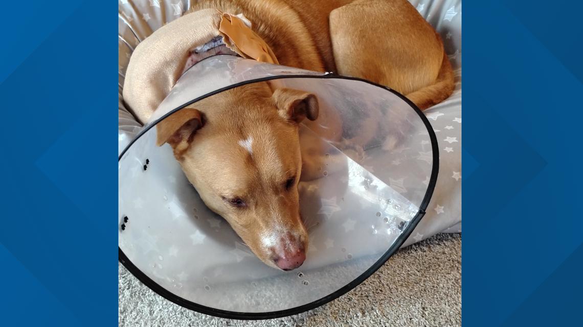 Dog fighting for recovery after violent encounter with two pit bulls in north San Antonio