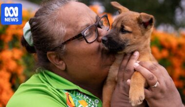 Dingo management should be 'non-lethal', traditional owners say