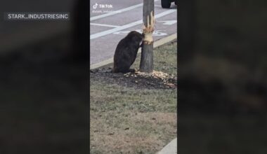 Viral video shows beaver munching away at tree in Chicago suburb – NBC Chicago