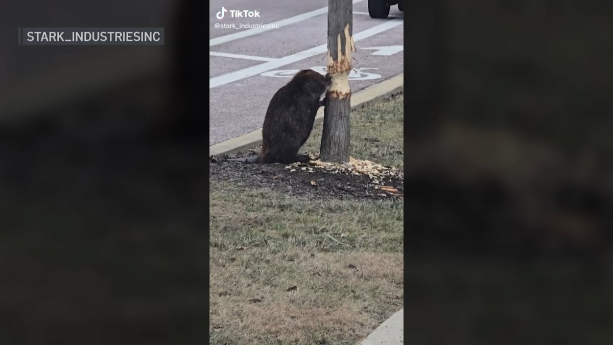 Viral video shows beaver munching away at tree in Chicago suburb – NBC Chicago