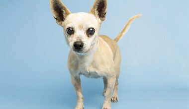 Tito: The Titan of Cuteness