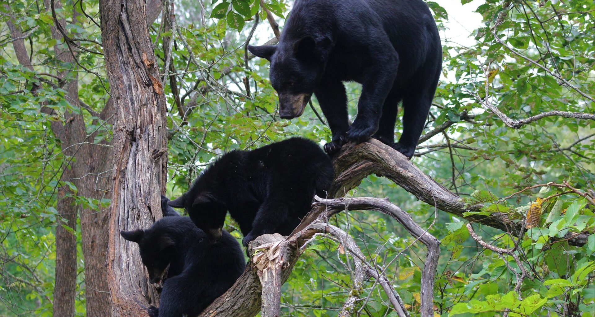 State wildlife regulators investigating black bear attack in northern Wisconsin