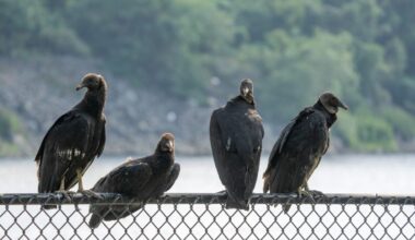 Officials Told Ohio School to Trash 72 Dead Vultures Like Garbage. Turns Out They Had Bird Flu