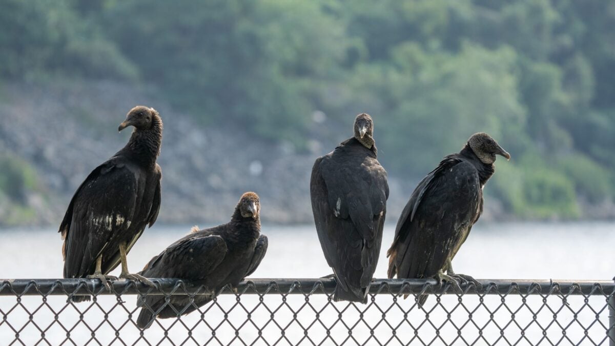 Officials Told Ohio School to Trash 72 Dead Vultures Like Garbage. Turns Out They Had Bird Flu