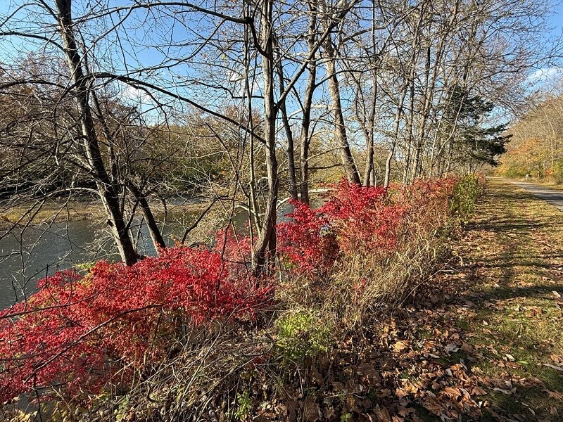 A Redditor shared how the highly invasive Burning Bush is taking over their neighborhood.