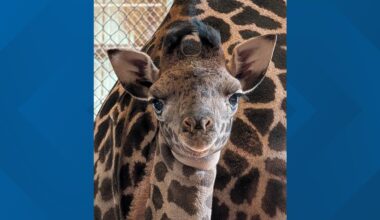 New baby giraffe welcomed at Phoenix Zoo