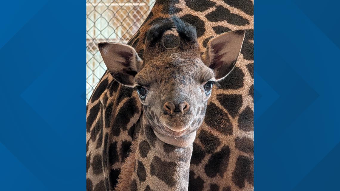 New baby giraffe welcomed at Phoenix Zoo