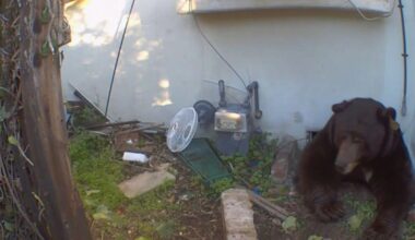 Black bear living underneath Altadena house shows no sign of budging as homeowner mulls legal action