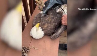 Bald eagle rescued from pig pen in New Mexico