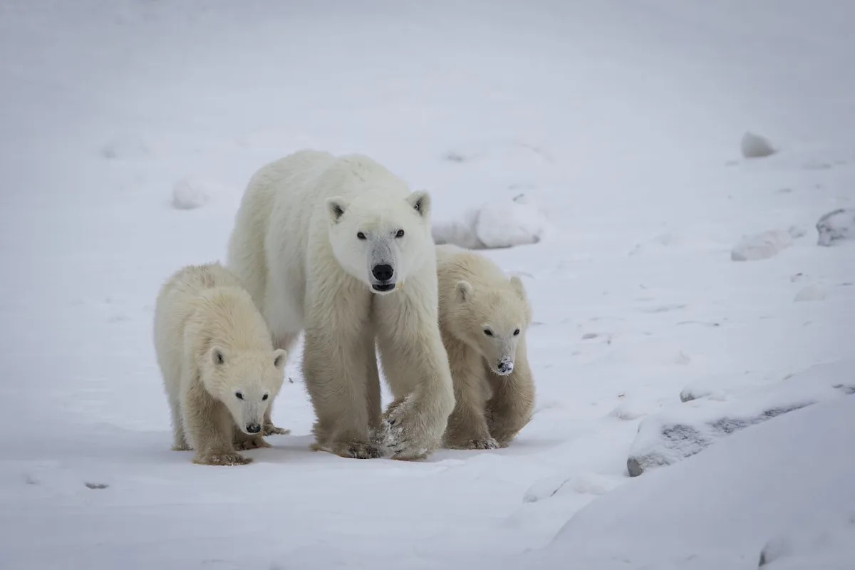 Rare instance of polar bear cub being adopted near Churchill verified by scientists
