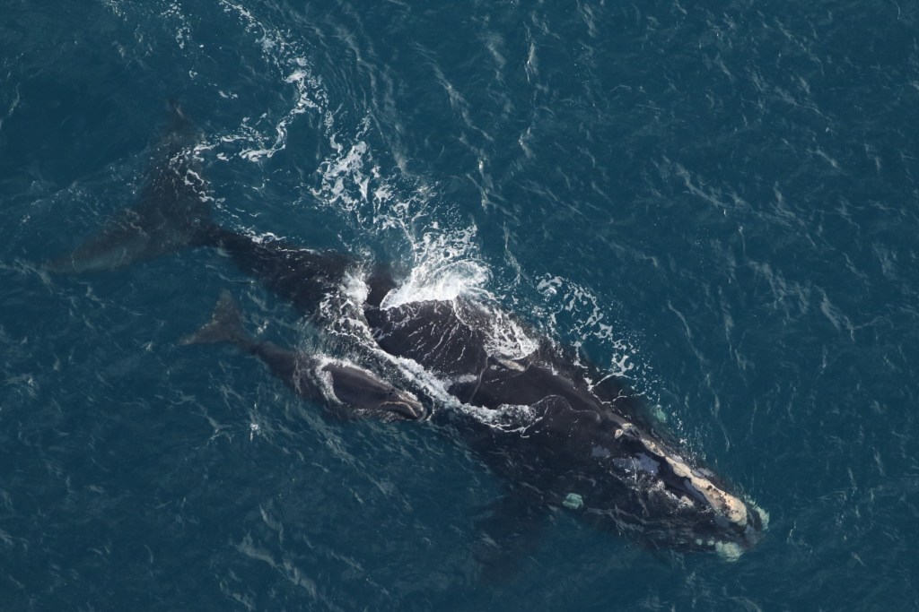 Right whale Catalog #3760 ‘Callosity Back’ and calf sighted approximately 25NM east of Debidue Beach, SC on December 4, 2025. Catalog #3760 is 19 years old, and this is her first calf.