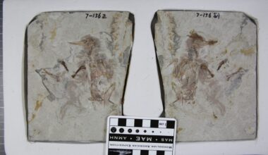 Ancient Bird Swallowed 800 Rocks and Choked to Death, Scientists Say