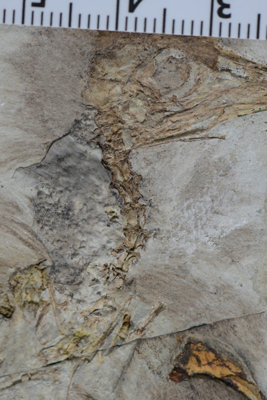 Chromeornis Funkyi Fossil Close Up