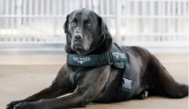Henry the Dog: Fort Worth’s Beloved Canine Ambassador