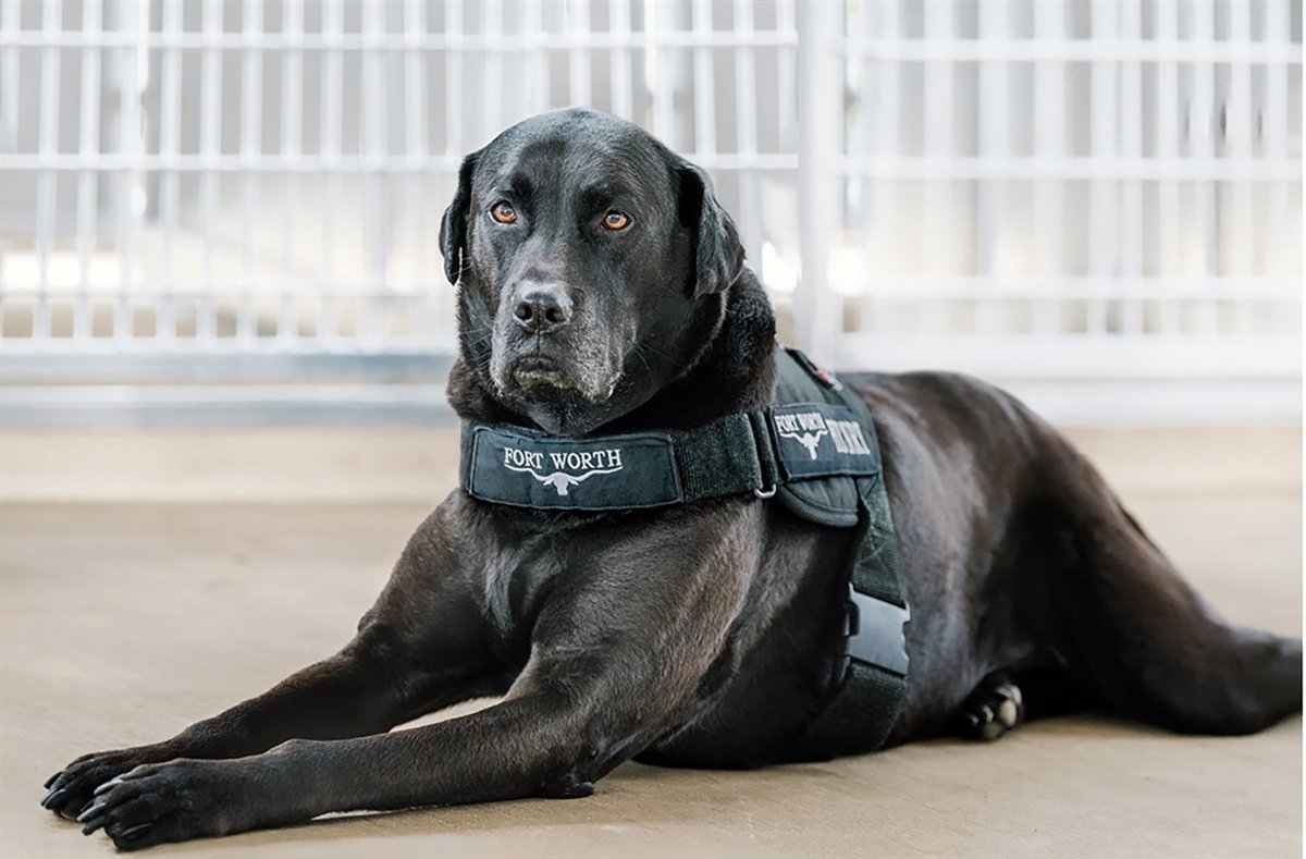 Henry the Dog: Fort Worth’s Beloved Canine Ambassador