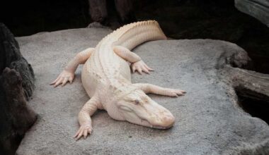 Claude, San Francisco's Beloved Albino Alligator, Dies At 30