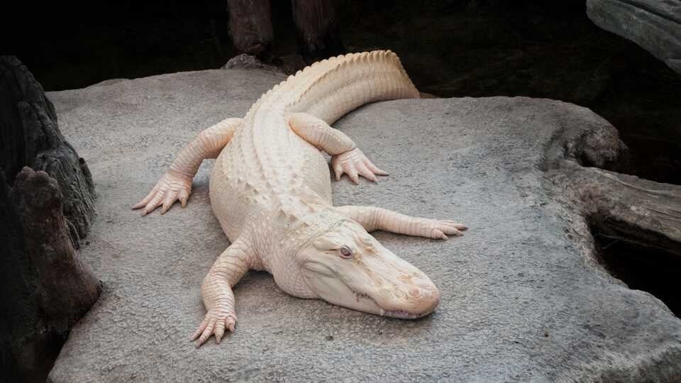 Claude, San Francisco's Beloved Albino Alligator, Dies At 30