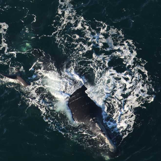 Clearwater Marine Aquarium Research Institute, taken under NOAA permit #26919. Funded by the United States Army Corps of Engineers. clearwater marine aquarium research institute, taken under noaa permit #26919. funded by the united states army corps of engineers.