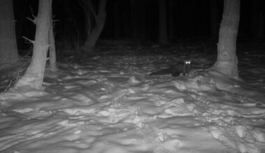 Trail Cam Spotted a Rare Fisher Not Seen in the Cleveland Area Since the 1800s
