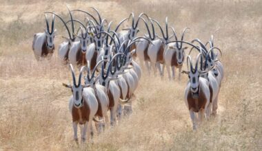 'Extinct' Graceful Oryx Thriving in the Saharan Wilds Thanks to Decades of Captive Breeding