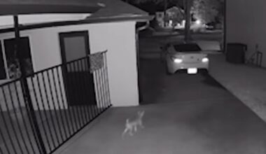 Neighbor Alerts Woman To A 'Coyote' In Her Yard — Then She Learns The Sweet Truth