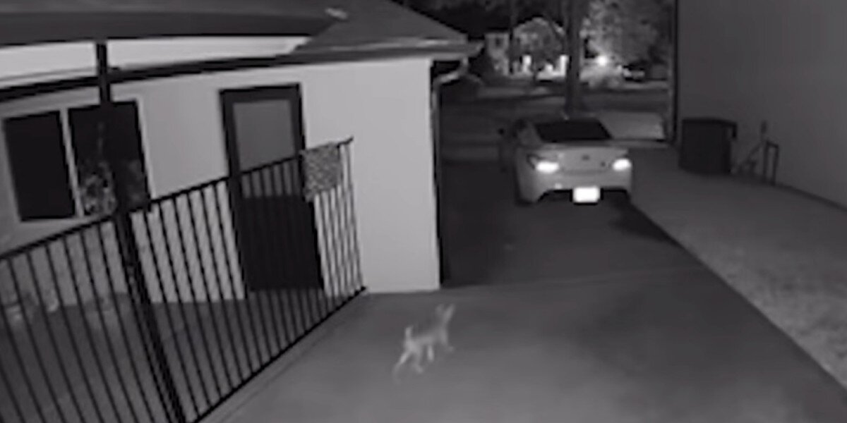 Neighbor Alerts Woman To A 'Coyote' In Her Yard — Then She Learns The Sweet Truth