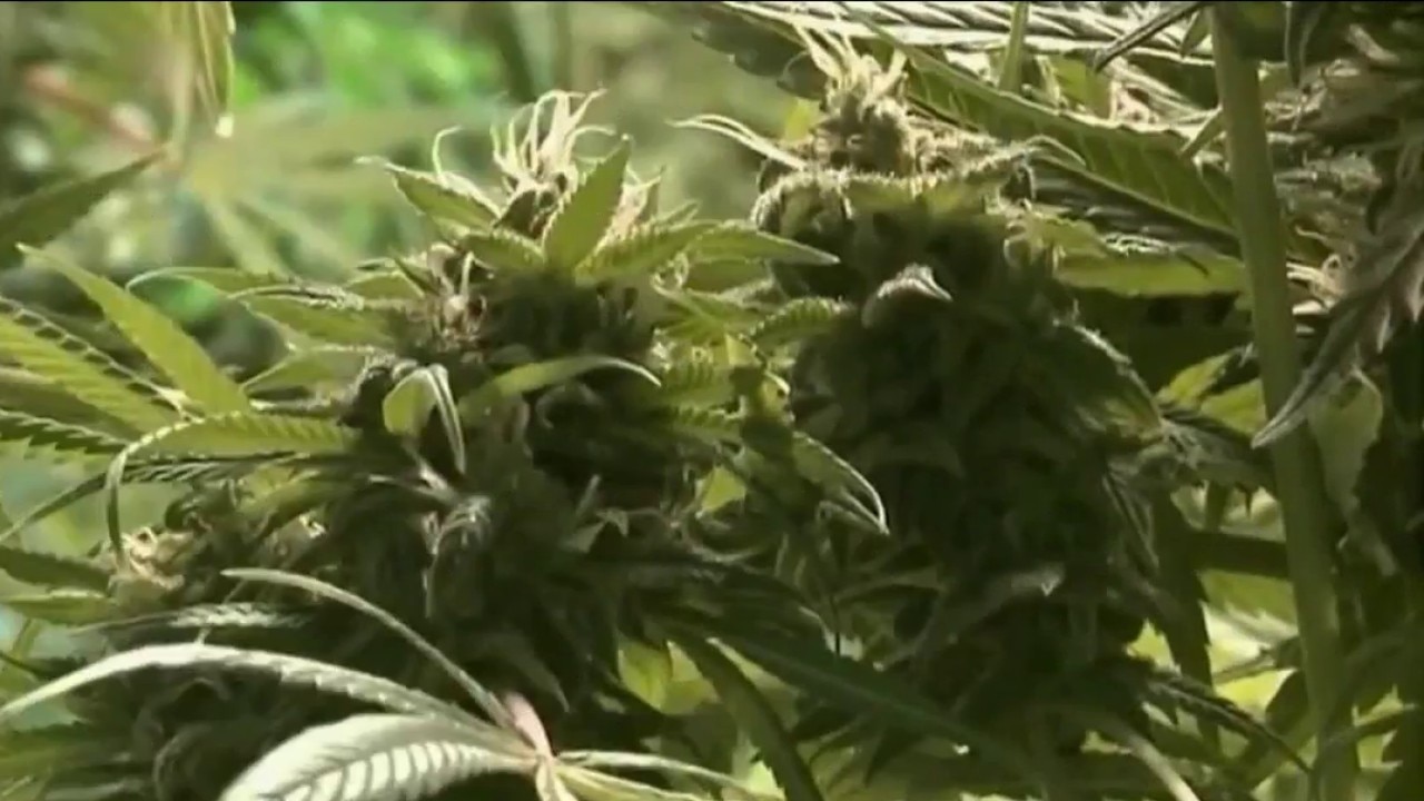 AZDHS announces marijuana product recall