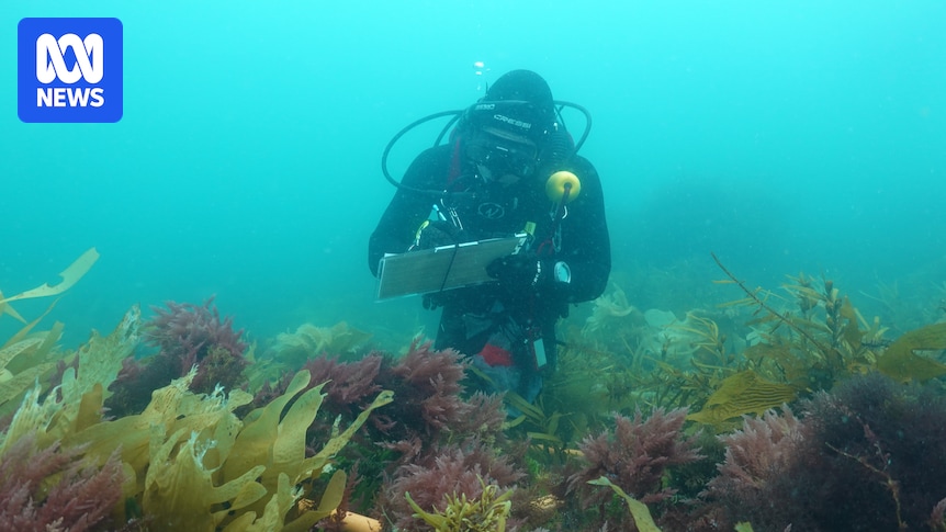 'Dead zones' prompt tour operator Pennicott to fund marine study of D'Entrecasteaux Channel
