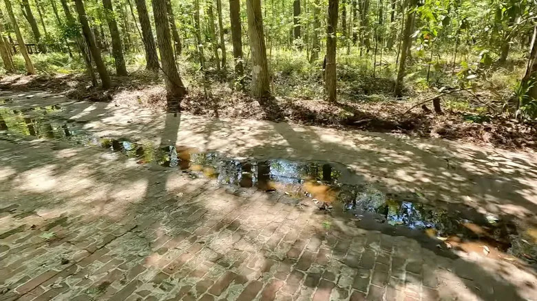 Remnants of an old brick road in Tillie K. Fowler Regional Park