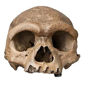 A skull found near Harbin, China, belonged to an extinct line of archaic humans. Credit: Hebei GEO University