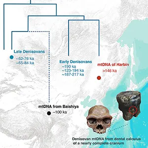 Qiaomei Fu of Beijing’s Institute of Vertebrate Paleontology and Paleoanthropology and her colleagues used molecular evidence to confirm what many researchers had long suspected: the Chinese “dragon man” skull belonged to a Denisovan. Credit: Cell