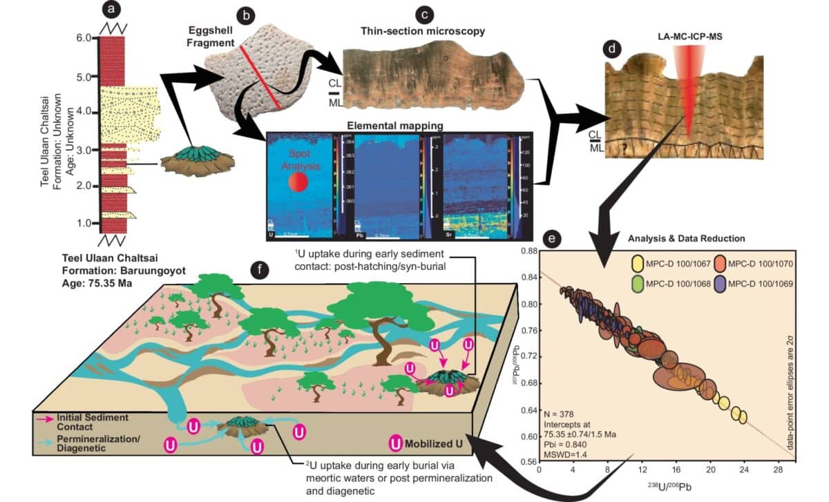 Diagram Depicting The Methodological Pathways For In Situ U Pb Calcite Dating Of The Eggshell ©nature Communications