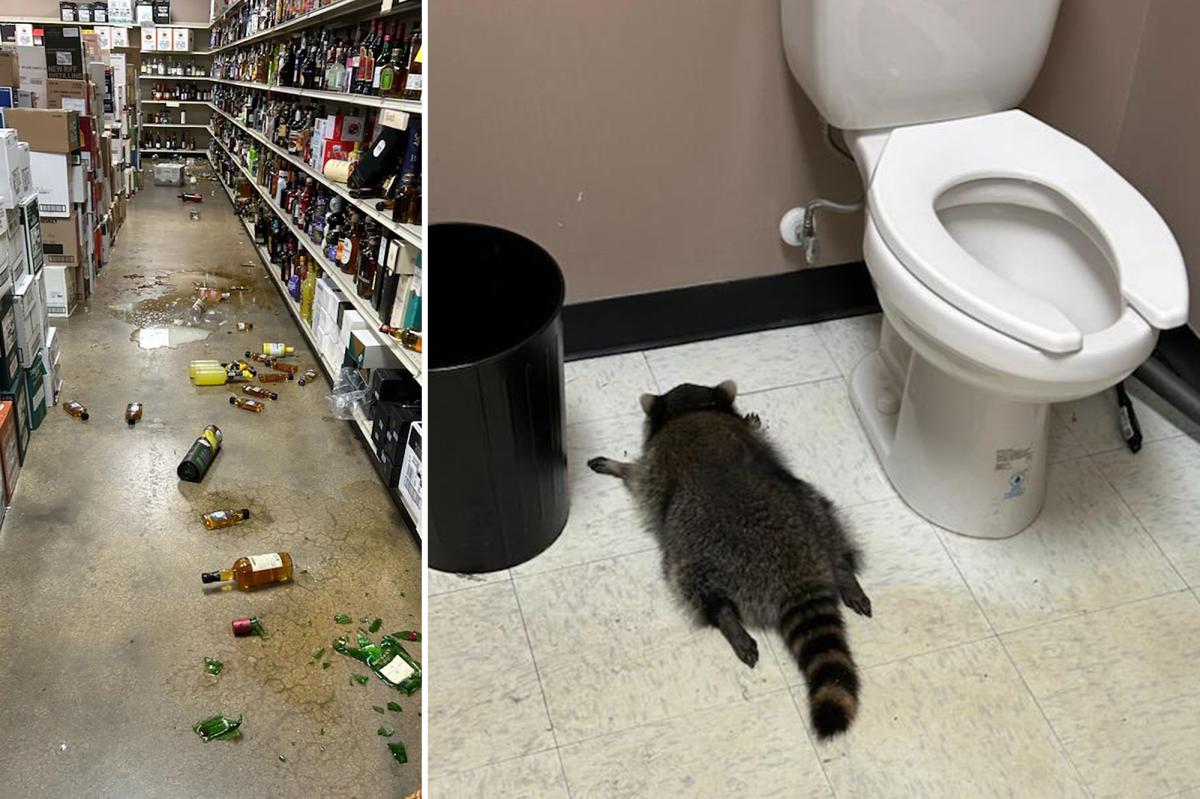 'Very intoxicated' raccoon trashed Virginia liquor store, then passed out face-first in the bathroom