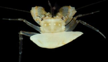 Scientists dove hundreds of feet into the ocean and found creatures no human has ever seen. Our trash beat us there